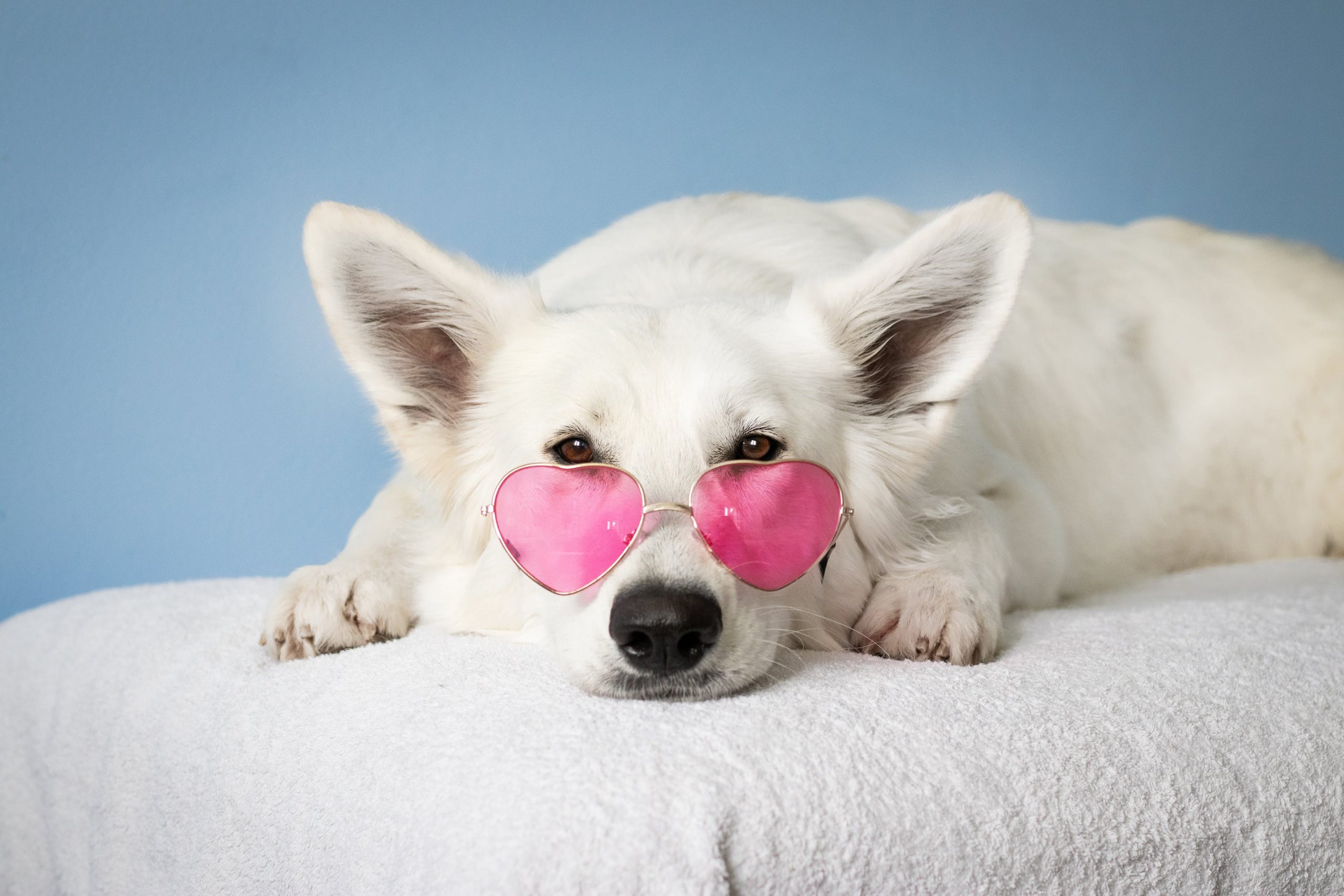 Dog With Sun Glasses